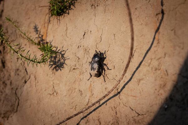 Селективное пятно на черном навозном жуке, идущем по грязи в Тителски бреге. Часть семейства Scarabaeidae, семейство насекомых, распространённых в грязи и фекалиях.