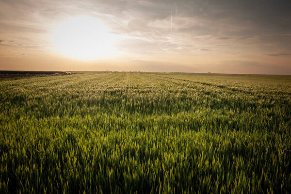 Панорама пшеничного поля, зеленого цвета, на солнечном полуденном закате с голубым небом, в типичном сербском сельскохозяйственном ландшафте, в весенний сезон, в Воеводине, с солнцем на заднем плане.