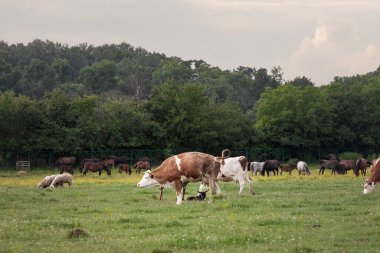 Bir Holstein frizya ineğinin portresi üzerinde seçici bulanıklık, tipik kahverengi ve beyaz kürkü, çayıra işiyor ve işiyor. Holstein, süt ürünleriyle tanınan bir inek cinsidir..