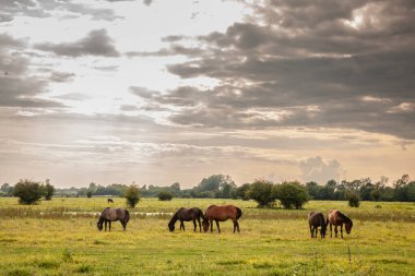 Sırbistan 'ın Zasavica kentindeki bir grup at sürüsünde seçici bulanıklık, geleneksel bir kırsal kesimde ot yeme ve otlama. Equidae kırsal hayvanların bir sembolüdür..