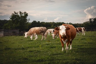 Sırp otlağında dikilen tipik kahverengi ve beyaz kürklü Holstein frizya ineği sürüsünün seçici bulanıklığı. Holstein, süt ürünleriyle tanınan bir inek cinsidir..