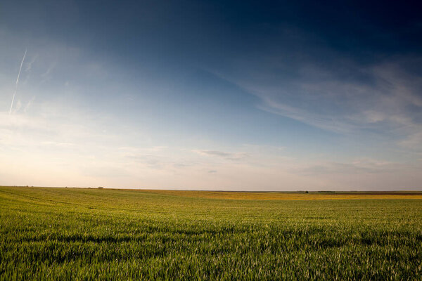 Панорама пшеничного поля, зеленого цвета, солнечным днем с голубым небом, в типичном сербском сельскохозяйственном ландшафте, в весенний сезон, в Воеводине, в Тителе.