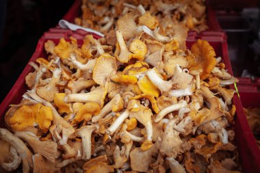 Riga, Letonya 'da bir çiftçi pazarında satışta olan chanterelle mantarlarında seçici bulanıklık. Cantharellus, Craterellus, Gomphus ve Polyozellus, veya chanterelles gastronomi ile ünlüdür..
