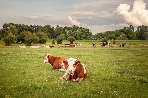 Sırp otlaklarında uzanıp dinlenen tipik kahverengi ve beyaz kürklü bir Frizya ineğinde seçici bulanıklık. Holstein, süt ürünleriyle tanınan bir inek cinsidir..