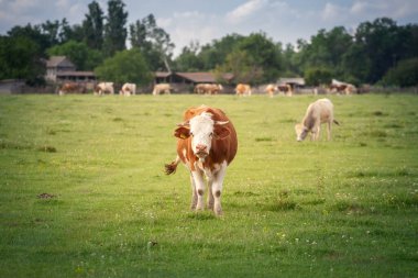 Frizya ineğinin portresindeki seçici bulanıklık. Tipik kahverengi ve beyaz kürkü çayırda duruyor. Holstein, süt ürünleriyle tanınan bir inek cinsidir..