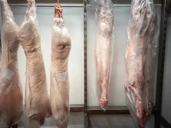 Selective blur on frozen porks hanging in a cold storage, in a slaughterhouse, read to be shipped for meat consumption.