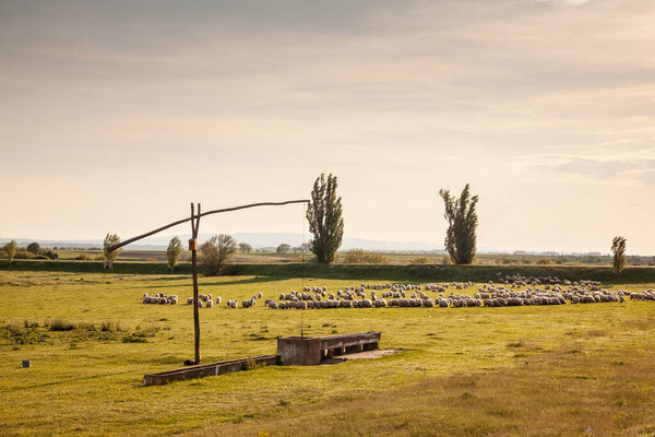 Панорама равнин Войводина с зеленой травой в Тительском бреге со стадом и стадом белых овец, с короткой шерстью, стоящей и пасущейся, поедающей травянистую землю пастбища.