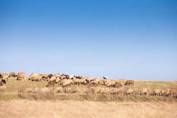 stock image Panorama of the plains of vojvodina in deliblatska pescara, the deliblato sandlands, with dry winter grass with a flock and herd of white sheeps, with short wool, standing and grazing, eating.