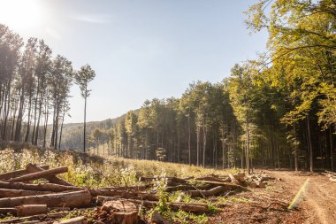 Panorama of a croatian logging camp, a lumber site in a forest in Papuk natural park, used to exploit wood resources, cut trees and produce forestry goods. Papuk is a mountain and a natural reserve. clipart