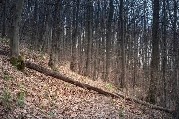 stock image selective blur on wooden trunks obstructing the way of a forest trail, a path, in autumn, in a serbian forest, with trees and brown leaves with fall colors.