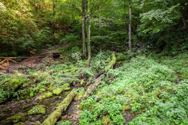 Jankovac, Papuk, Hırvatistan 'da Yosun Kaplama Deresi ve Ahşap Çitli Bereketli Orman Bölgesi - Yoğun Bitki ve Ağaçlarla çevrili Manzara Doğa Patikası, Hiking ve Eko-Turizm Maceraları İçin İdeal.