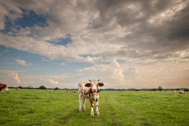 Frizya ineğinde seçici bulanıklık, ayakta duran genç bir dana, otlakta tipik kahverengi ve beyaz kürkü ile birlikte. Holstein, süt ürünleriyle tanınan bir inek cinsidir..