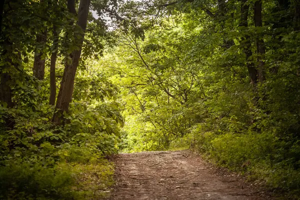 Avrupa 'da Seçici Bulanık Orman Yolu, Fruska Gora, Sırbistan' da yürüyüş yolu, Orman Yollarının Doğal Güzelliğini ve Huzurunu Kucaklamak.