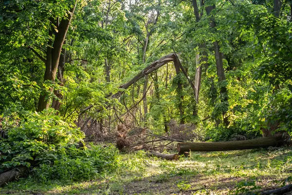 stock image Forest Aftermath: Storm Damage with Fallen Trees and Broken Branches in a Lush Woodland, Showcasing the Environmental Impact and Natural Recovery Process