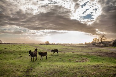 Karanlık çöktüğünde Sırbistan 'ın Voyvodina kentinde Eşeklerin otlakta durduğu bir alan manzarası. Equus Asinus veya evcil eşek, bir sığır çiftliği hayvanıdır..