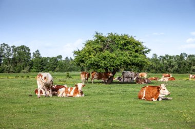 Sırp otlaklarında uzanıp dinlenen tipik kahverengi ve beyaz kürkleriyle Holstein frizya ineği sürüsü üzerinde seçici bulanıklık. Holstein, süt ürünleriyle tanınan bir inek cinsidir..