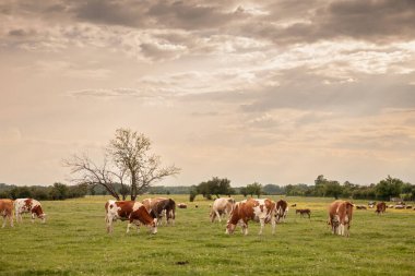 Sırbistan 'ın Zasavica kentindeki bir çayır otlağında tipik kahverengi ve beyaz kürküne sahip Holstein Frizya ineği de dahil olmak üzere bir inek sürüsü üzerindeki seçici bulanıklık.