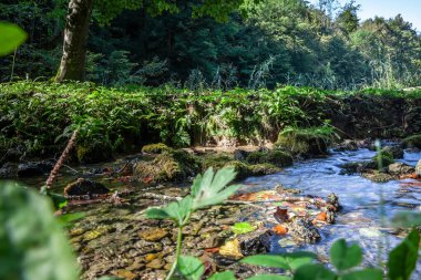 A tranquil mountain stream flows through the lush greenery of Jankovac in Mount Papuk, Croatia. This scenic nature spot is ideal for outdoor adventures and relaxation. clipart