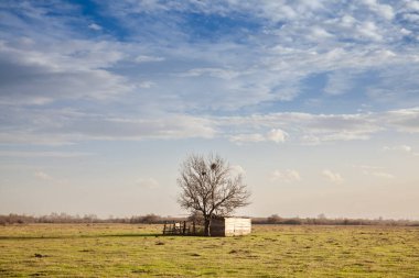 Sırbistan 'ın Voyvodina' nın en büyük tarım bölgesinde, Zasavica, Voyvodina 'da, çıplak ağaçların olduğu bir arazide, ahırlı ve otlaklı bir Sırp otlağı manzarası.