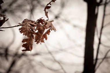 Sonbaharda alacakaranlıkta dallarda duran meşe ağacının kahverengi yapraklarında seçici bulanıklık, soğuk bir öğleden sonra, derin sonbahar mevsiminin sinyallerini veriyor..