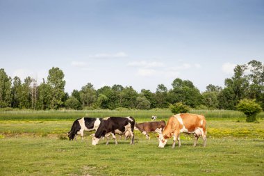 Holstein Frisian ineklerinin siyah, beyaz, kahverengi ve beyaz kürkleriyle Sırp otlaklarında otlayan ve ot yiyen seçici bulanıklığı. Holstein süt üretimiyle bilinen bir inek cinsidir..