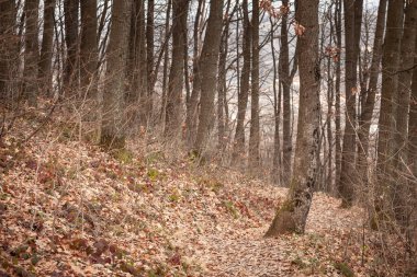 Sonbahar yapraklarıyla kaplı sakin bir orman yolu, Sırbistan 'ın ormanlık alanlarının doğal güzelliklerini gözler önüne seriyor.