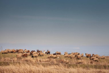 Panorama of the plains of vojvodina in deliblatska pescara, the deliblato sandlands, with dry winter grass with a flock and herd of white sheeps, with short wool, standing and grazing, eating. clipart