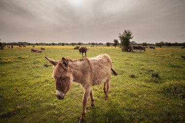 Sırbistan 'ın Zasavica kentinde arka planda bir sürüyle bir eşek otlakta yürüyor. Sahne, kırsal yaşam ve tarım uygulamalarını tasvir ediyor. Equus Asinus veya evcil eşek, bir sığır çiftliği hayvanıdır..