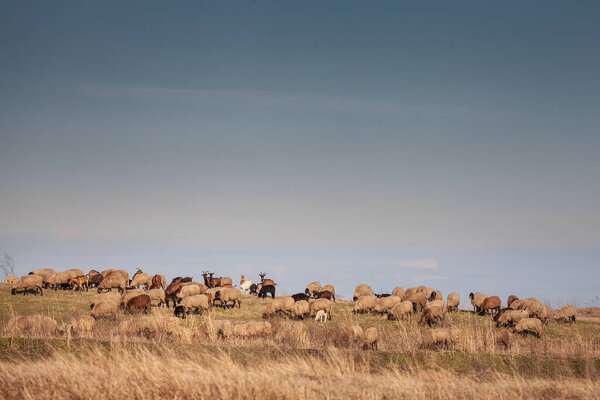 Panorama of the plains of vojvodina in deliblatska pescara, the deliblato sandlands, with dry winter grass with a flock and herd of white sheeps, with short wool, standing and grazing, eating.