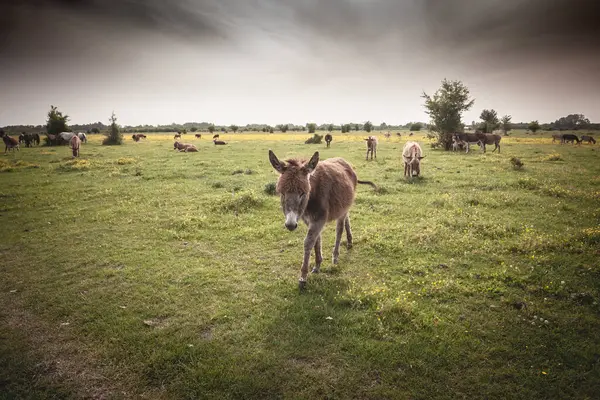 stock image Panorama of a field with Donkeys Standing in a Pasture in Vojvodina, Serbia, Zasavica, at dusk. Equus Asinus, or domestic donkey, is a cattle farm animal.