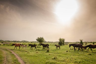 Sırbistan 'ın Zasavica kentindeki bir grup at sürüsünde seçici bulanıklık, geleneksel bir kırsal kesimde ot yeme ve otlama. Equidae kırsal hayvanların bir sembolüdür..