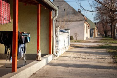 A cat standing at the entrance of a house in rural Serbia, depicting the quiet countryside life and domestic animals in a village setting. Stray cats are common in serbia and in balkans. clipart