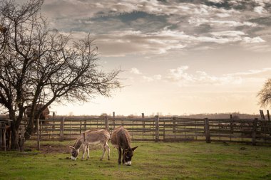 Sırbistan 'ın Zasavica kentinde huzurlu bir çayırda otlayan eşekler, kırsal manzaralı sakin bir günde. Equus Asinus veya evcil eşek, bir sığır çiftliği hayvanıdır..