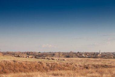 Voyvodina 'nın Deliblatska Pescara' daki bir köyünün panoraması, deliblato kumsalları, kuru kış çimenleri, bir sürü beyaz koyun sürüsü, kısa yün, ayakta ve otlayan, yemek yiyen.