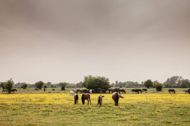 Sırbistan 'ın Zasavica kentindeki bir grup at sürüsünde seçici bulanıklık, geleneksel bir kırsal kesimde ot yeme ve otlama. Equidae kırsal hayvanların bir sembolüdür..