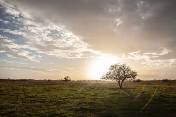 stock image Single lone tree in the plains of vojvodina, in a field, at dusk. The rural landscape and serene environment highlight the agricultural and natural beauty of this region.