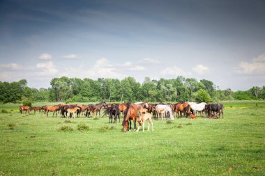 Sırbistan 'ın Zasavica kentinde geniş bir çayırda otlayan bir at sürüsü, geleneksel bir kırsal kesimde ot yiyor ve otluyor. Equidae kırsal hayvanların bir sembolüdür..