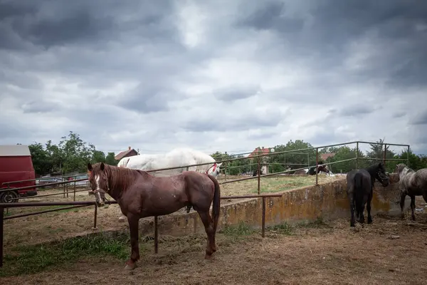 stock image A scene from the Straparijada, a horse market in Ruma, Serbia, showing horses tethered to a fence at a traditional horse market. The image captures the role of horses in Serbian agricultural practices and rural life.