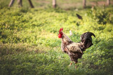 Siyah-beyaz bir horoz, Sırbistan 'daki kırsal çiftlik yaşamını temsil eden yeşil bir çayırda gururla duruyor, kendine özgü kırmızı tarağı ve tüylü ayrıntılarıyla..