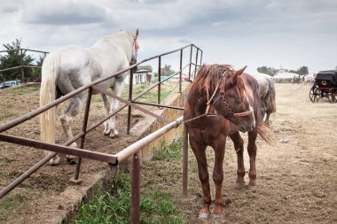 Sırbistan 'ın Ruma kentindeki bir pazarda atlar çitlere bağlandı. Bu geleneksel at pazarı, bölgenin kırsal kültür ve ticaretini yansıtan yerel tarım ekonomisinin önemli bir parçasıdır..