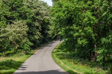Bir ormanın ortasında asfalt bir yol ve kırsal kesimin ortasında yeşil renkli ağaçlar olan tipik bir manzara, Avrupa kırsal kesiminde, yapraklarıyla.
