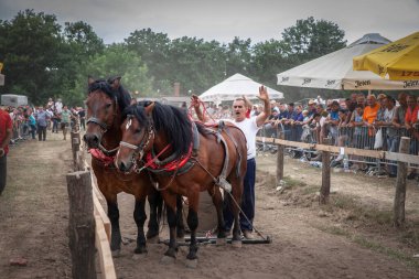 RUMA, SERBIA - 25 Haziran 2024: Atlara adanmış bir tarım pazarı olan Rumska Straparijada 'da sandık çekmeye hazır askerlik atı olan bir adam için seçici bulanıklık.