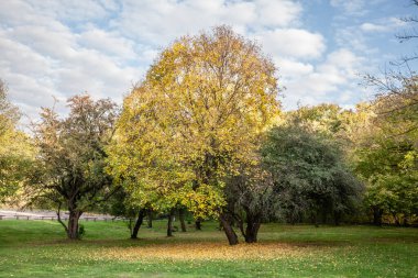 Sırbistan 'ın Voyvodina kentindeki Devojaki Bunar kentinde canlı sonbahar renklerini gösteren ağaçlar görülüyor. Görüntü, Sırbistan 'daki sonbaharın güzelliğini yakalayarak manzaranın mevsimsel dönüşümünü gözler önüne seriyor