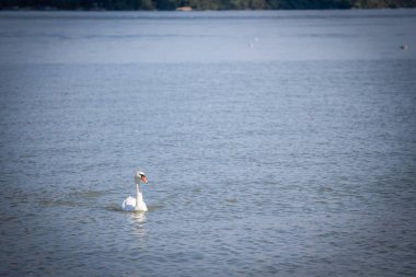 Sırbistan 'ın Belgrad kentindeki Tuna Nehri üzerinde zarif bir şekilde yüzen bir kuğu görülüyor. Huzurlu sahne nehrin doğal güzelliğini ve vahşi yaşamını yakalar. Kuğular ya da cygnus, Avrupa nehirlerinden gelen beyaz kuşlardır..