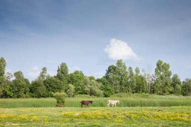 Sırbistan 'ın Voyvodina kentinin Zasavica kentinde yemyeşil bir çayırda yürüyen iki eşek. Equus Asinus veya evcil eşek, bir sığır çiftliği hayvanıdır..