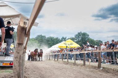 RUMA, SERBIA - 25 Haziran 2024: Sırbistan 'ın Ruma kentindeki geleneksel Rumska Straparijada sırasında ağır sandık çeken atlar, atlara adanmış bir tarım pazarı.