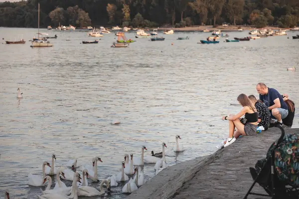 BELGRAD, SERBIA - 12 Haziran 2024: İnsanlar Belgrad 'ın Zemun kentindeki Tuna Nehri boyunca kuğuları besliyor. Kuğular ya da cygnus, Avrupa nehirlerindeki beyaz kuşlardır..