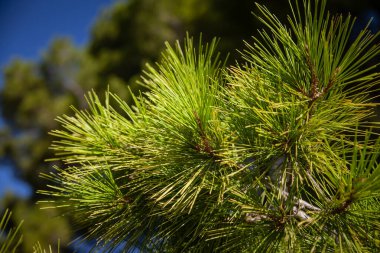 Sıcak Akdeniz ışığı altında Halep çamı (Pinus halepensis) iğneleri canlı yeşil bir tepe örtüsü sergiler. Bu kıyı ekosistemine özgüdür, bu dayanıklı bitkiler yamaçların dengelenmesine, biyolojik çeşitliliğin artırılmasına ve geçmişteki ve şimdiki manzaraların birbirine bağlanmasına yardımcı olur. Thei.