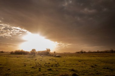 Zasavica 'daki bir Sırp çiftliğindeki otlağın çimlerinde kısa yün, ayakta duran ve yemek yiyen beyaz koyun sürüsü ve sürüsü üzerindeki seçici bulanıklık. Onlar ovis kolyesi denilen sıradan tarım hayvanları..