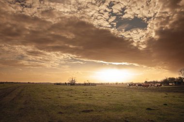 Panorama of Pastures with cattle and cows grazing in Zasavica, Vojvodina, Serbia at sunset. showcasing the regions rural character and emphasizing traditional agriculture under a warm twilight glow clipart